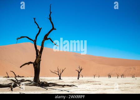 Ein malerischer Blick auf fossile Bäume zwischen Sanddünen in Deadvlei, Namibia Stockfoto