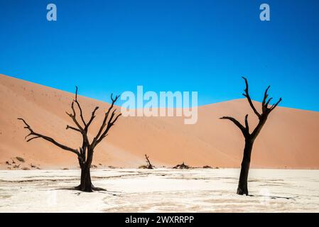 Ein malerischer Blick auf fossile Bäume zwischen Sanddünen in Deadvlei, Namibia Stockfoto