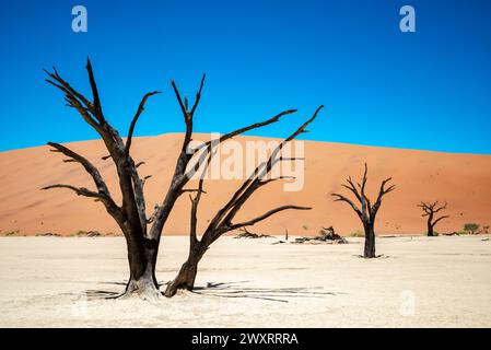 Ein malerischer Blick auf fossile Bäume zwischen Sanddünen in Deadvlei, Namibia Stockfoto