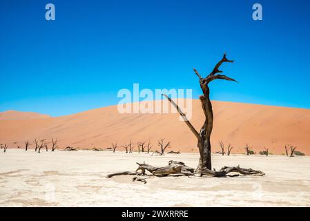 Ein malerischer Blick auf fossile Bäume zwischen Sanddünen in Deadvlei, Namibia Stockfoto