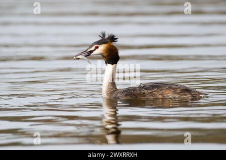 Wasservögel Podiceps cristatus aka Great Crested Grebe isst Fisch. Erstaunlicher Vogel von Tschechien. Stockfoto