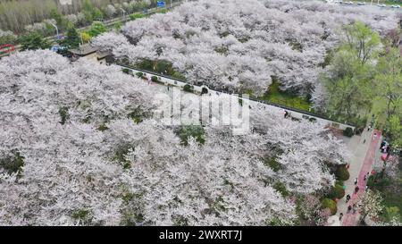 Luftbild zeigt blühende Kirschblüten im Garten Tangyun, County Yanling, Stadt Xuchang, Zentralchinas Provinz Henan, 30. März 2024. Stockfoto
