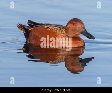 Zimt Teal Erwachsene Männer schwimmen im Marsh. Emily Renzel Wetlands, Santa Clara County, Kalifornien, USA. Stockfoto