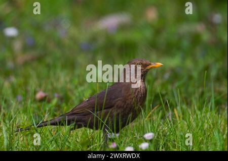 Songvogel Turdus merula alias Eurasian oder gemeine Amsel Weibchen im Gras. Stockfoto