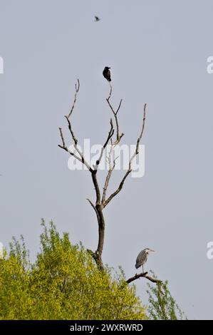 Minimalistisches Foto des Vogels auf dem trockenen Baum. Corvus cornix aka Kapuzenkrähe und Ardea cinerea aka Graureiher. Dunkle und gruselige Stimmung. Stockfoto