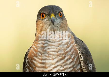 Ein Detail des Kopfes eines erwachsenen männlichen Eurasischen Sperberfalken Stockfoto