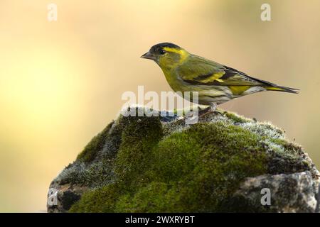 Eurasische Sishaut, Carduelis spinus, isoliert, Vogel, weiß, Konservierung, europäisch, Erwachsene, gelb, Feder, Umwelt, Männer, finken, Vogelbeobachtung, pe Stockfoto