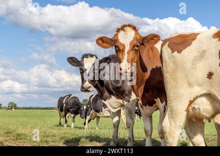 Kühe spielen Peekaboo, schwarz-rot und weiß, Seite an Seite auf einem Feld, sehen neugierig aus, mehrfarbige Vielfalt unter blauem Himmel Stockfoto