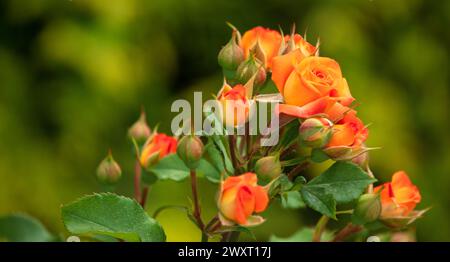 Blütenpracht: Exquisite Rosen in voller Blüte Stockfoto