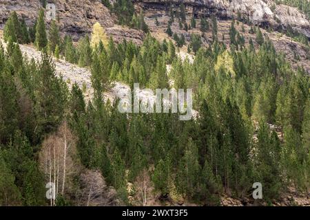 Der dichte Wald mit grünen Bäumen vor der rauen Bergkulisse zeigt die unberührte Schönheit und Widerstandsfähigkeit der Natur Stockfoto