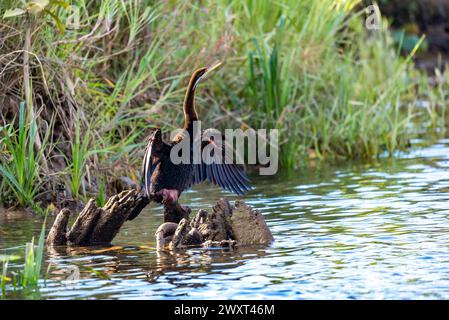 Ein australischer Darter oder australischer Darter (Anhinga novaehollandiae) sonnt sich am Ufer des Daintree River im Norden von Queensland, Australien Stockfoto