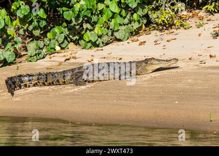 Ein relativ junges australisches Meerwasserkrokodil namens Scarlett wärmt sich am Ufer des Daintree River in Queensland Stockfoto