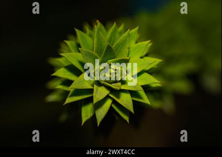 Affen-Puzzle-Baum Araucaria araucana Makro Stockfoto