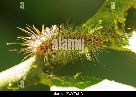 Die feinen Haare dieser raupe sind zart und dennoch detailreich und werden in atemberaubender Darstellung der Komplexität der Natur erfasst Stockfoto