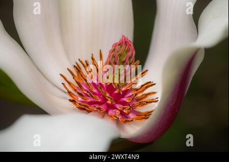 Magnolienblume mit Nektartropfen Makro Stockfoto