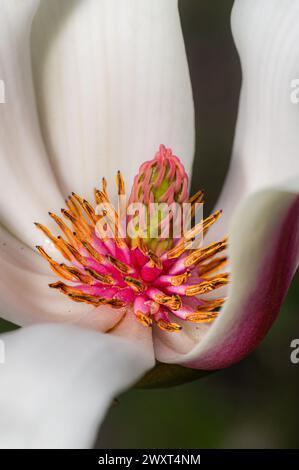 Magnolienblume mit Nektartropfen Makro Stockfoto