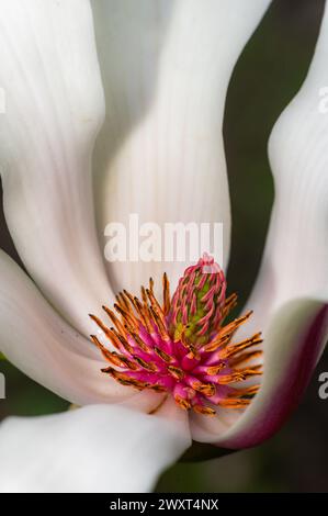 Magnolienblume mit Nektartropfen Makro Stockfoto