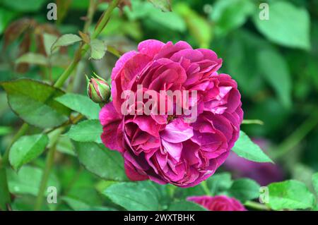 Single Red David Austin Rosa „Munstead Wood“ Rose aus dem Rosengarten bei Lowther Castle, Lake District National Park, Cumbria, England, Großbritannien. Stockfoto