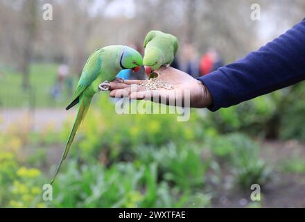 Ringschwanzsittiche am Ostermontag am 1. April 2024 in St. James Park, im Zentrum von London, Großbritannien Stockfoto