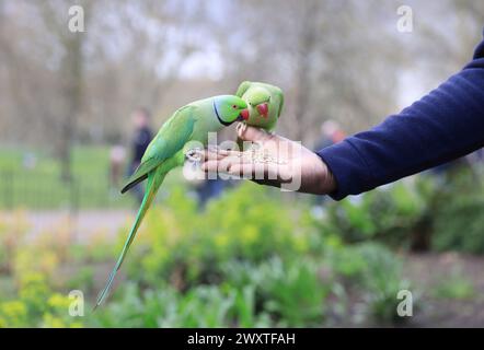 Ringschwanzsittiche am Ostermontag am 1. April 2024 in St. James Park, im Zentrum von London, Großbritannien Stockfoto