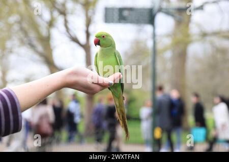 Ringschwanzsittiche am Ostermontag am 1. April 2024 in St. James Park, im Zentrum von London, Großbritannien Stockfoto