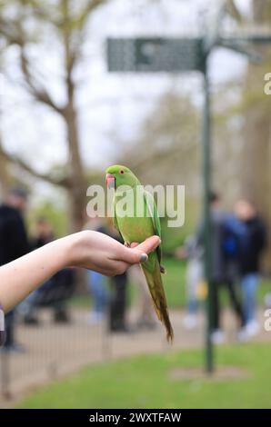 Ringschwanzsittiche am Ostermontag am 1. April 2024 in St. James Park, im Zentrum von London, Großbritannien Stockfoto