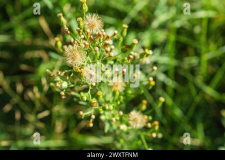 Erigeron canadensis, Samenkapseln der kanadischen Fleabane-Pflanze Stockfoto