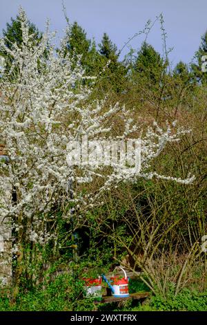 Weißblüte blühender Schwarzdorn prunus spinosa Buschbaum Frühlingszeit im ländlichen Garten Kreis zala ungarn Stockfoto