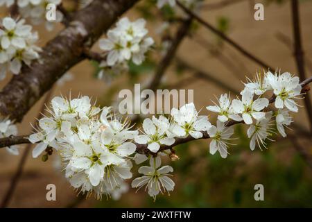 Weißblüte blühender Schwarzdorn prunus spinosa Buschbaum Frühlingszeit im ländlichen Garten Kreis zala ungarn Stockfoto