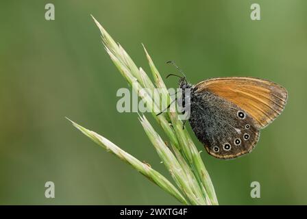 KastanienheideSchmetterling, Coenonympha Glycerion, der regungslos auf Gras sitzt. Hochformat, Nahaufnahme. Unscharfer Hintergrund, isoliert. Trencin, Slowakei Stockfoto