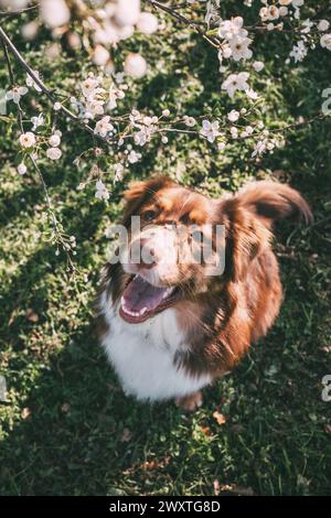 Ein glücklicher Hund Stockfoto