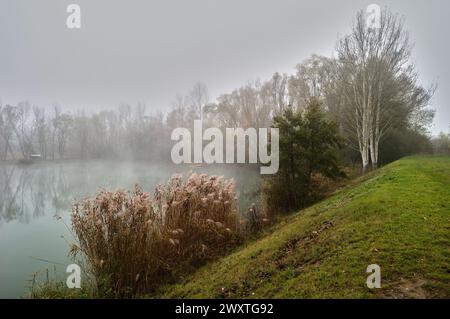 Nebliger Teich am frühen Morgen mit Bank und Bäumen. Hohes Gras im Vordergrund. Ruhige Wasseroberfläche. Landschaft, Spätherbst. Kostolna, Slowakei Stockfoto