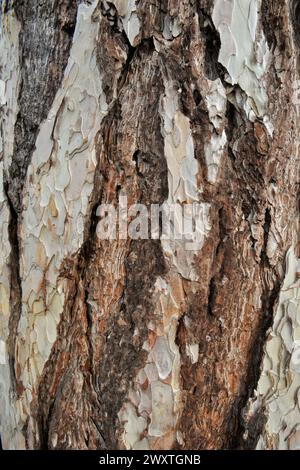 Kiefernrinde, Pinus sylvestris Textur, Nahaufnahme. Europäische Rotkiefer. Mit einer schuppigen Oberfläche. Alter Kofferraum. Natürlicher abstrakter Hintergrund. Piestany, Slowakei Stockfoto