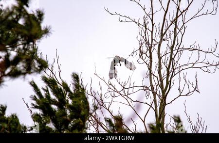 Dundee, Tayside, Schottland, Großbritannien. April 2024. Wetter in Großbritannien: Kaltes, bewölktes Frühlingswetter zeigt Langschwanzelmaden im Flug mit Nistmaterial hoch oben in den immergrünen Bäumen im urbanen Dundee, Schottland. Quelle: Dundee Photographics/Alamy Live News Stockfoto