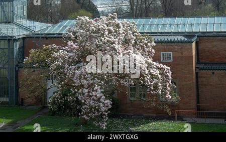 Die Magnolienblüten in Wilhelma Stuttgard. Baden Württemberg, Deutschland, Europa Stockfoto