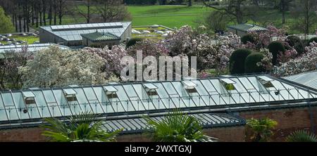 Die Magnolienblüten in Wilhelma Stuttgard. Baden Württemberg, Deutschland, Europa Stockfoto