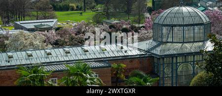 Die Magnolienblüten in Wilhelma Stuttgard. Baden Württemberg, Deutschland, Europa Stockfoto