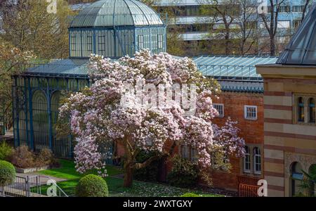 Die Magnolienblüten in Wilhelma Stuttgard. Baden Württemberg, Deutschland, Europa Stockfoto