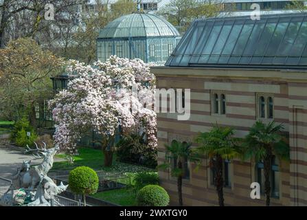 Die Magnolienblüten in Wilhelma Stuttgard. Baden Württemberg, Deutschland, Europa Stockfoto