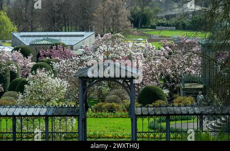 Die Magnolienblüten in Wilhelma Stuttgard. Baden Württemberg, Deutschland, Europa Stockfoto