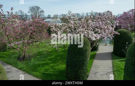 Die Magnolienblüten in Wilhelma Stuttgard. Baden Württemberg, Deutschland, Europa Stockfoto