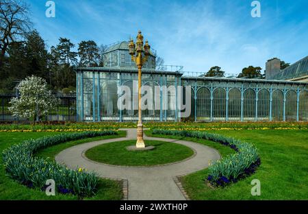 Die Magnolienblüten in Wilhelma Stuttgard. Baden Württemberg, Deutschland, Europa Stockfoto