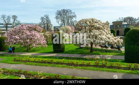 Die Magnolienblüten in Wilhelma Stuttgard. Baden Württemberg, Deutschland, Europa Stockfoto