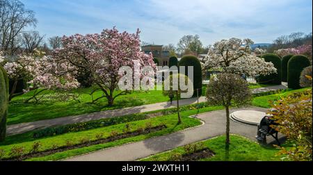 Die Magnolienblüten in Wilhelma Stuttgard. Baden Württemberg, Deutschland, Europa Stockfoto