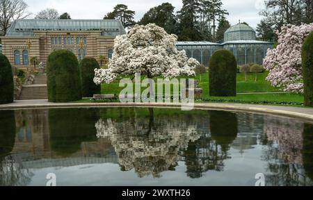 Die Magnolienblüten in Wilhelma Stuttgard. Baden Württemberg, Deutschland, Europa Stockfoto