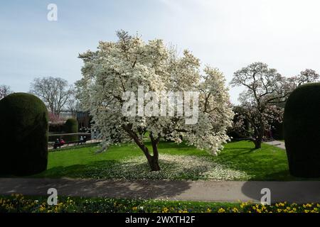 Die Magnolienblüten in Wilhelma Stuttgard. Baden Württemberg, Deutschland, Europa Stockfoto