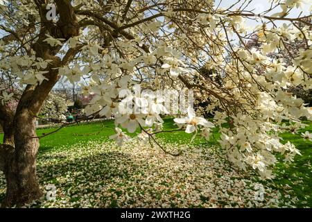 Die Magnolienblüten in Wilhelma Stuttgard. Baden Württemberg, Deutschland, Europa Stockfoto