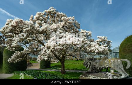 Die Magnolienblüten in Wilhelma Stuttgard. Baden Württemberg, Deutschland, Europa Stockfoto