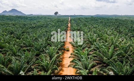 Ausgedehnte landwirtschaftliche Landschaft der Palmölindustrie in Borneo. Luftaufnahme, die den Maßstab der Plantage zeigt. Stockfoto