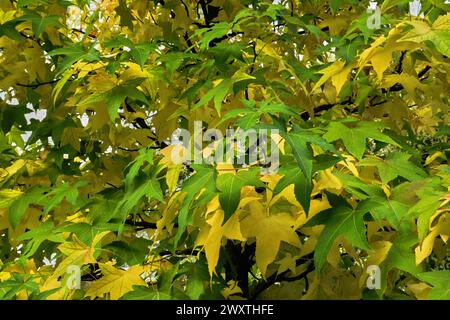 Japanische Ahornblätter, Acer palmatum in grün gelber Farbe. Zierbaum, Äste. Frühherbst. Natürlicher Hintergrund. Park Piestany, Slowakei Stockfoto